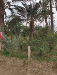 البدعه • ٦ دونم ونص • طابو زراعي