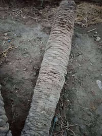 جذوع نخل • شوي دجاج • كرمة علي