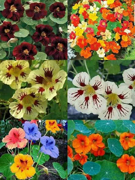 متاح لدينا بذورها بذور نبات ورد متسلق أبو خنجر الاتيني الوان
لطلب والحجز واتساب *********** السماوه أو مراسلة الصفحه يوجد خدمة توصيل طلبات داخل السماوه ولكافة المحافظات لباب البيت أنواع البذور الاستوائية النادره
