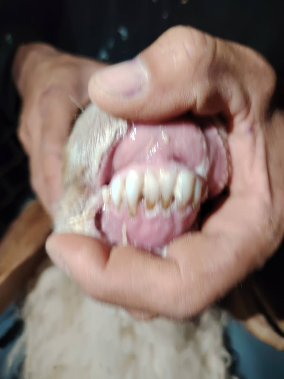 للبيع نعاج ثنين سن وشطر ونصاح نعاج البرشه عشره فوك الشهرين شكره حانيه صار شهر  سعرهن ٦٥٠ بيهن مجال شويه مكان الانبار الحبانيه كولكم ***********

