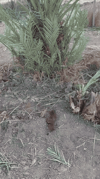 فسائل شويثي اصفر درجه اولى خشنات سعر الفسيله٧ مشلوعات اليوم  
للإستفسار الاتصال ***********
غير متواجد على نت
