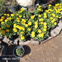 جديد ومتميز • الشارع العام • مجاور جملوانت