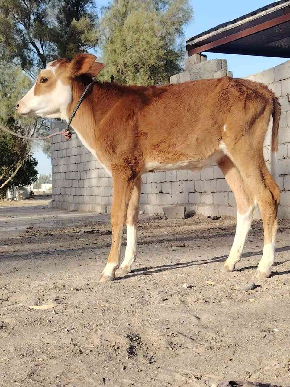 يا الله هاشه مالت جناي مال عايله فريزيه درجه والى وراها بجر سمنتال تلقيح اصل وماخذه الفحل وبيها حليب🥛ودسامه خير من الله تحلب وكتين 18 كيلوو مشروطه على كل عيب السعر 2850  مالت بيت المكان بابل ناحيه الشوملي اللاستفسار ***********.. ***********
