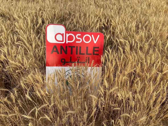 مزارعينـا الكـرام 💐

💫يتوفر لدينا وبفضل الله حنطة انتلو ANTILLE F1 🌾
الصنف المميز من شركة apsov الايطالية 🇮🇹

✔️ انتاجية عالية  تصل الى اكثر 1.700 كغم في الدونم 
✔️ مقاومة الى الاضطجاع 
✔️ تحتاج الى عدد ريات متوسطة  مقارنة بالاصناف الاخرى 
✔️ متوسطة التبكير مناسبة للزراعة المبكرة او المتأخرة 
✔️ مقاومة للاصداء 
✔️ مقاومة للسبتوريا
✔️ معدل ابذار  30-40 كغم بالدونم
✔️انتاج #2025

للحجز والاستفسار مراسلة الصفحة 

📍العنوان كركوك طوبزاوه قرب مول الأخوين 
***********
***********
