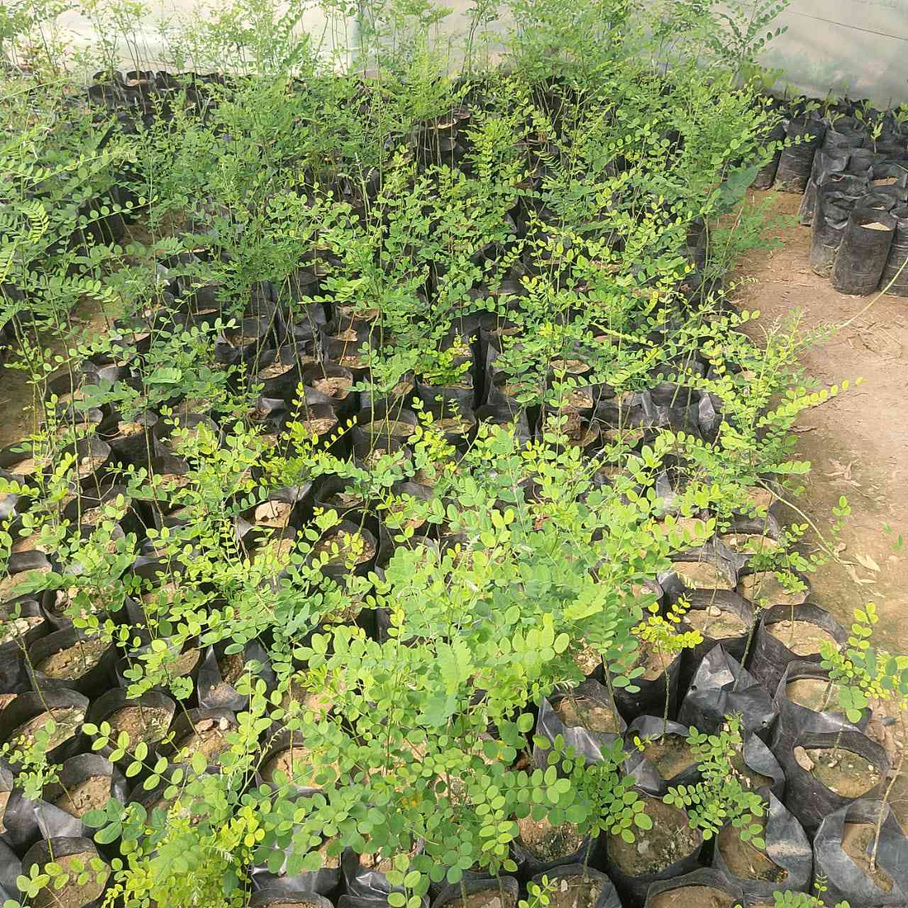 🌿🌳 إعلان مميز من مشتل الشاهين 🌳🌿

✨ متوفر الآن: شتلات شجرة صفيراء اليابان (السيفورا) ✨
شجرة الظل القوية والأنيقة التي تجمع بين الجمال والتحمل 🌞💚

🔹 تُعتبر شجرة **** من أفضل أشجار الزينة المستخدمة في تشجير الشوارع والحدائق، لما تمتاز به من قدرة عالية على التأقلم مع أجواء العراق والحرارة المرتفعة 🌡️🌿

━━━━━━━━━━━━━━━━━━━
🌟 مميزات الشجرة:
━━━━━━━━━━━━━━━━━━━
🌳 نمو متوسط إلى سريع وتكوين تاج واسع وكثيف
🌳 أوراق خضراء زاهية تعطي منظر جمالي طوال الموسم
🌳 ظل كثيف ومريح مثالي للأماكن المكشوفة
🌳 تتحمل الحرارة العالية والجفاف بشكل ممتاز
🌳 تتحمل التربة الفقيرة ونسبة من الملوحة
🌳 شجرة معمّرة تعيش لسنوات طويلة
🌳 مقاومة جيدة للأمراض والآفات

━━━━━━━━━━━━━━━━━━━
🌼 الإزهار والجمال:
━━━━━━━━━━━━━━━━━━━
✨ تزهر في فصل الصيف بأزهار بيضاء مائلة للصفرة
✨ أزهار عطرية تجذب النحل والحشرات النافعة 🐝
✨ تضيف لمسة جمالية راقية للحدائق والشوارع

━━━━━━━━━━━━━━━━━━━
🌿 الفوائد والاستخدامات:
━━━━━━━━━━━━━━━━━━━
🌱 مثالية لتشجير الشوارع والساحات العامة
🌱 تستخدم في الحدائق المنزلية والمنتزهات
🌱 تعمل كمصدات رياح وتقليل الغبار
🌱 تساهم في تلطيف الجو وخفض درجات الحرارة
🌱 من الأشجار المهمة لمربي النحل (مصدر رحيق جيد)
🌱 تدخل في بعض الاستخدامات الطبية التقليدية

━━━━━━━━━━━━━━━━━━━
📌 لماذا ننصح بزراعتها في بغداد؟
━━━━━━━━━━━━━━━━━━━
✔️ تتحمل الظروف القاسية والحر الشديد
✔️ لا تحتاج عناية كبيرة بعد التأسيس
✔️ تعطي ظل قوي خلال فترة قصيرة نسبيًا
✔️ مناسبة للمشاريع الزراعية والتشجير الواسع

━━━━━━━━━━━━━━━━━━━
💰 العرض:
━━━━━━━━━━━━━━━━━━━
✔️ أسعار مناسبة جداً
✔️ خصومات خاصة للكميات وأصحاب المشاتل

━━━━━━━━━━━━━━━━━━━
📍 مواقعنا:
━━━━━━━━━━━━━━━━━━━
📌 الفرع الأول: بغداد – الدورة
(الشارع المقابل لعلوة الرشيد قرب شركة دجلة للمشروبات الغازية خلف منطقة أبو دشير)

📞 ***********

📌 الفرع الثاني: بغداد – أبو غريب
(خلف بانزين خانة جوهرة العدنان)

📞 ***********

━━━━━━━━━━━━━━━━━━━
🚚 ملاحظة:
متوفر تجهيز كميات للمشاريع والتشجير مع إمكانية التنسيق المسبق 🌳

🔥 الكمية محدودة والطلب عالي… سارع بالحجز الآن!
اجعل حديقتك أكثر جمالاً وبرودة مع واحدة من أفضل أشجار الظل 🌿✨
