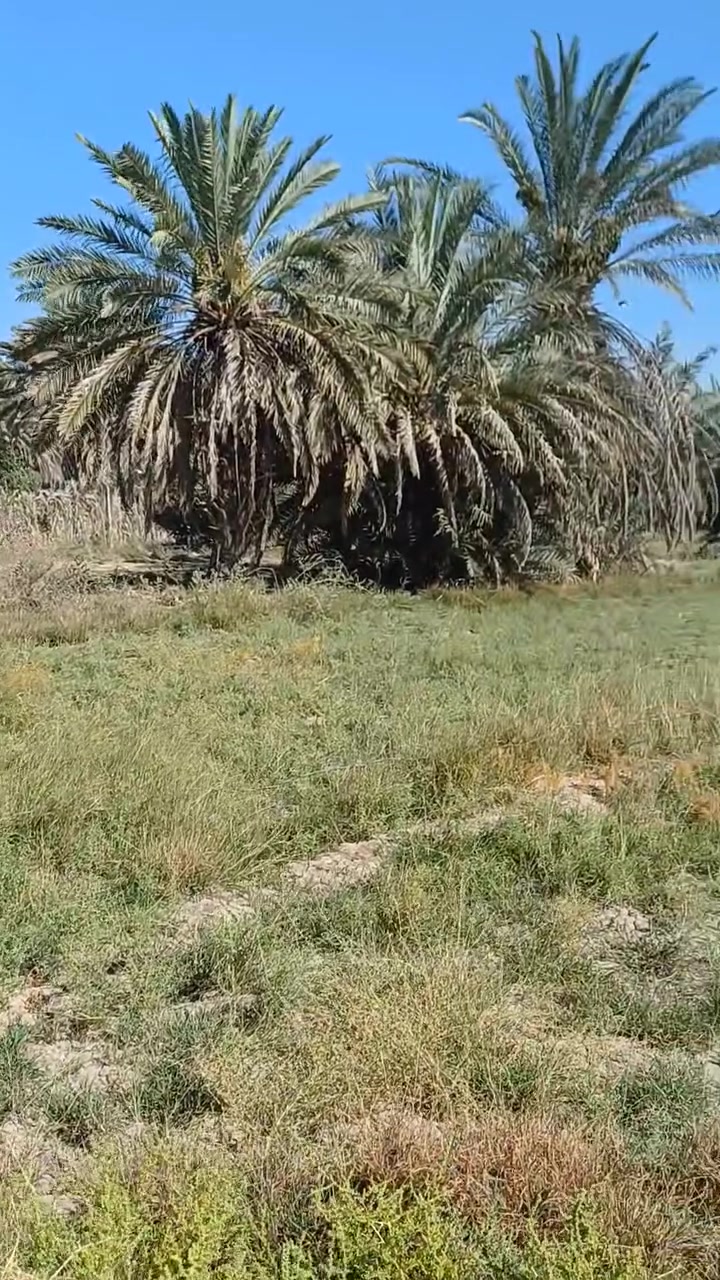 دونم طابو زراعي تحويل مباشر بأسم صاحب الأرض منطقه سيد ناصر ال سيد كامل خدمات كامله ماء كهرباء مولده للإستفسار على الرقم ***********أو مراجعه مكتب الجبل مقابل علوه المخضر
