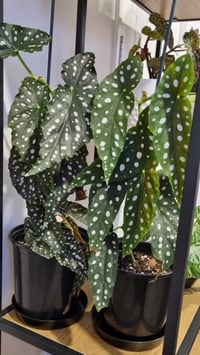 بيكونيا • أجنحة الملائكة • أحجام وأشكال