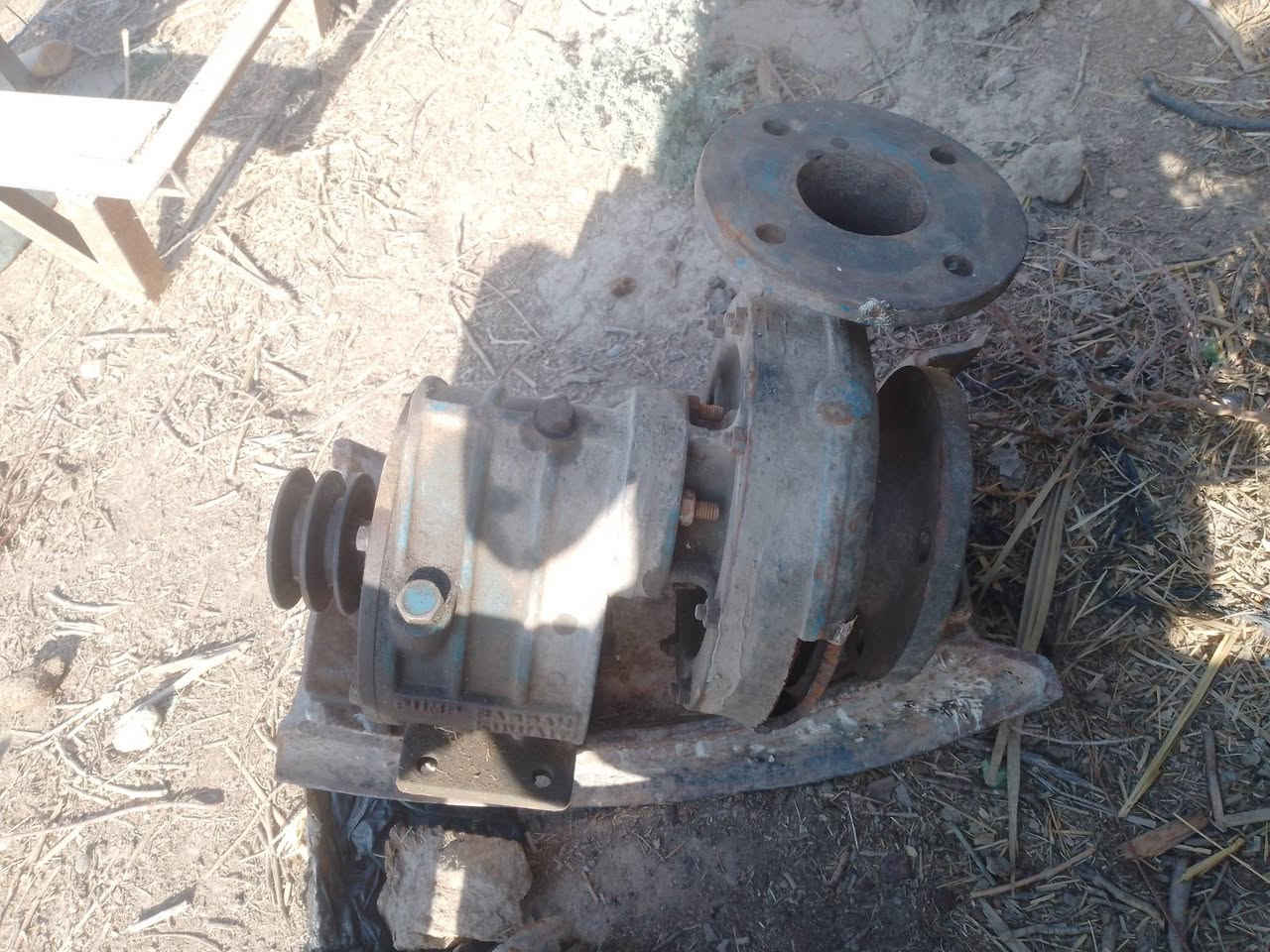 خنزيرة البيع ***********
