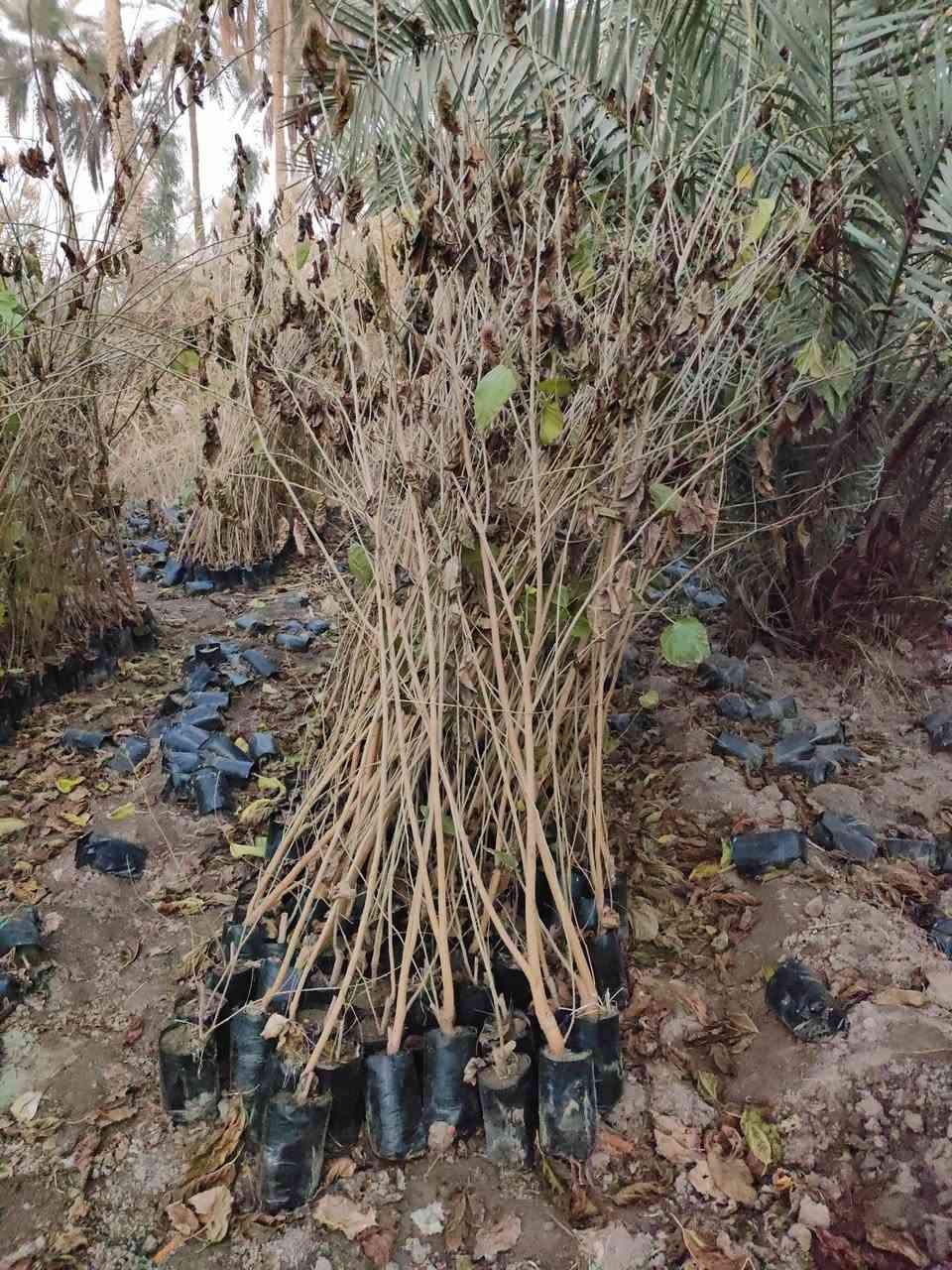 حمضيات وتكي الماني وتكي كندي  وتين تركي وبني مسلم وتفاح كوفي***********
