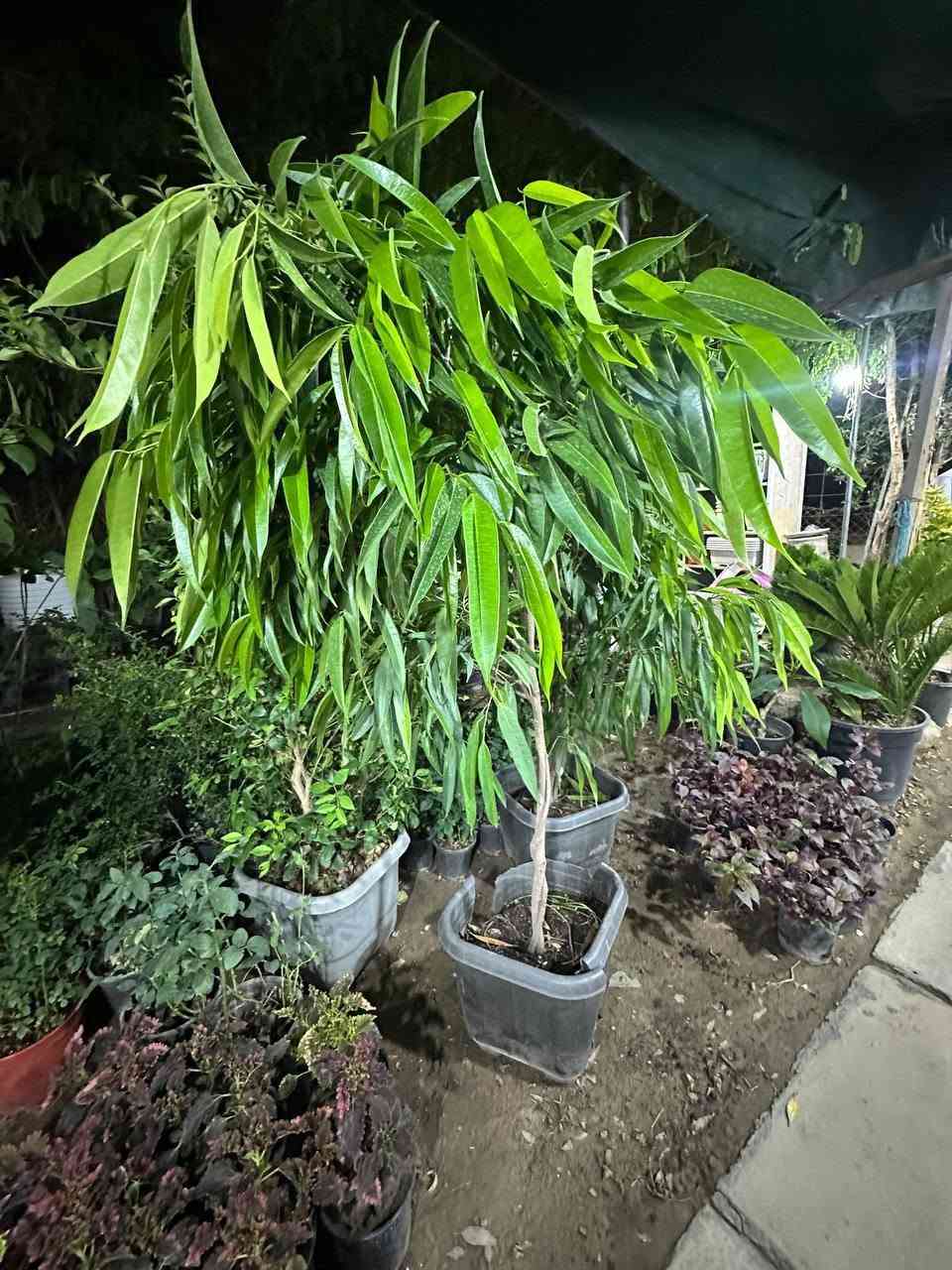 جهز حديقتك مع بداية موسم االصيف والنباتات الصيفيه 
نباتات روعه وجميله وفرتلكم تشكيلات مختلفه من النباتات الورود والشجريه إلي تتحمل 🌴☀ الصيف العدنه💐الورود الهولنديه🌹داخل المشتل عنوانه #شارع_الغطاس_خلف_المجمع_السوري 
 توصيل متوفر داخل الصويره فقط 🚕🚕 
 واتساب : ***********
