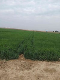 ارض زراعية • الشحيميه قريه النصر • ٥٢دونم