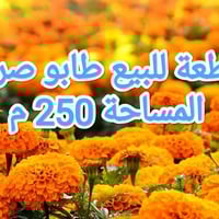 القاسم الحولي الأولى • قطعة طابو • ٢٥٠م