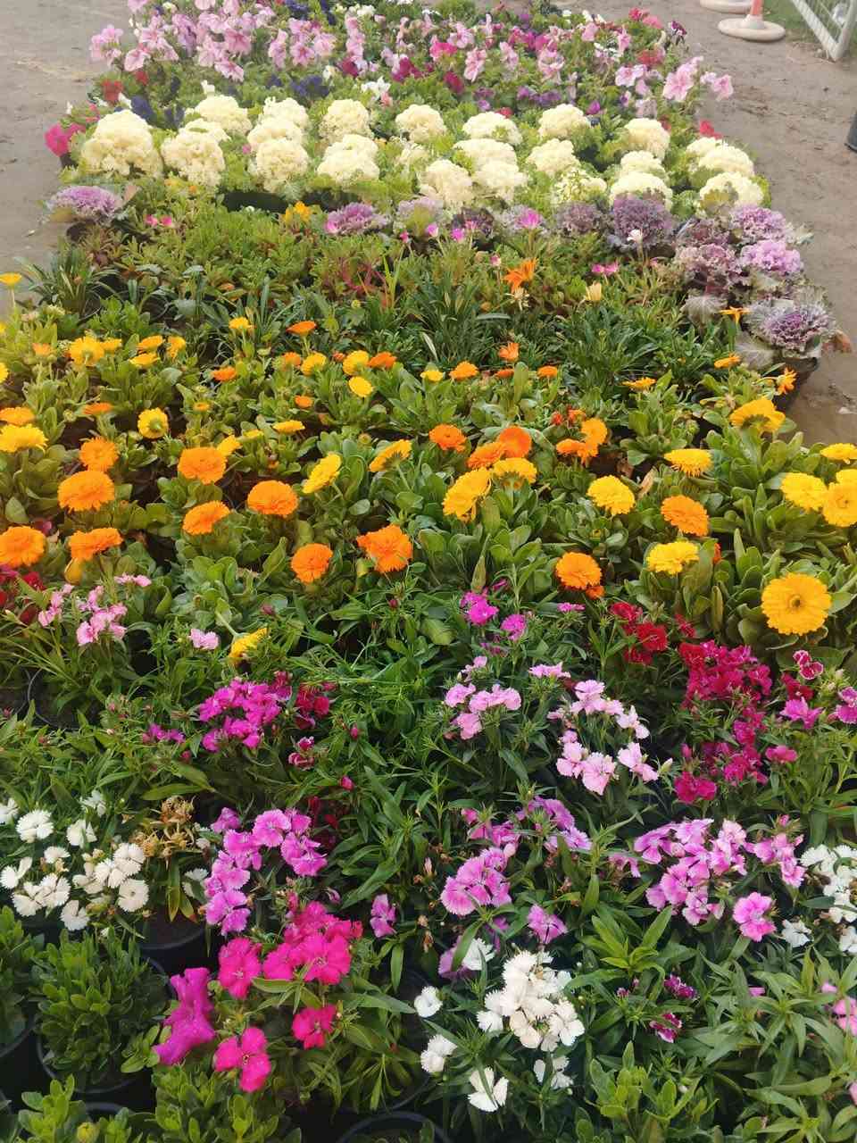 يتوفر نباتات جديده
كزانيا 
قرنفل 
استر 
يلدز
بتونيا
لهانه
عين البقر 

عنوانه كوفه شارع عبد العال خلف مديريه الماء مال كوفه يوجد توصيل ***********
