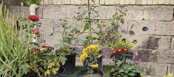 أنواع الورد و الاشجار الاتصال ***********
