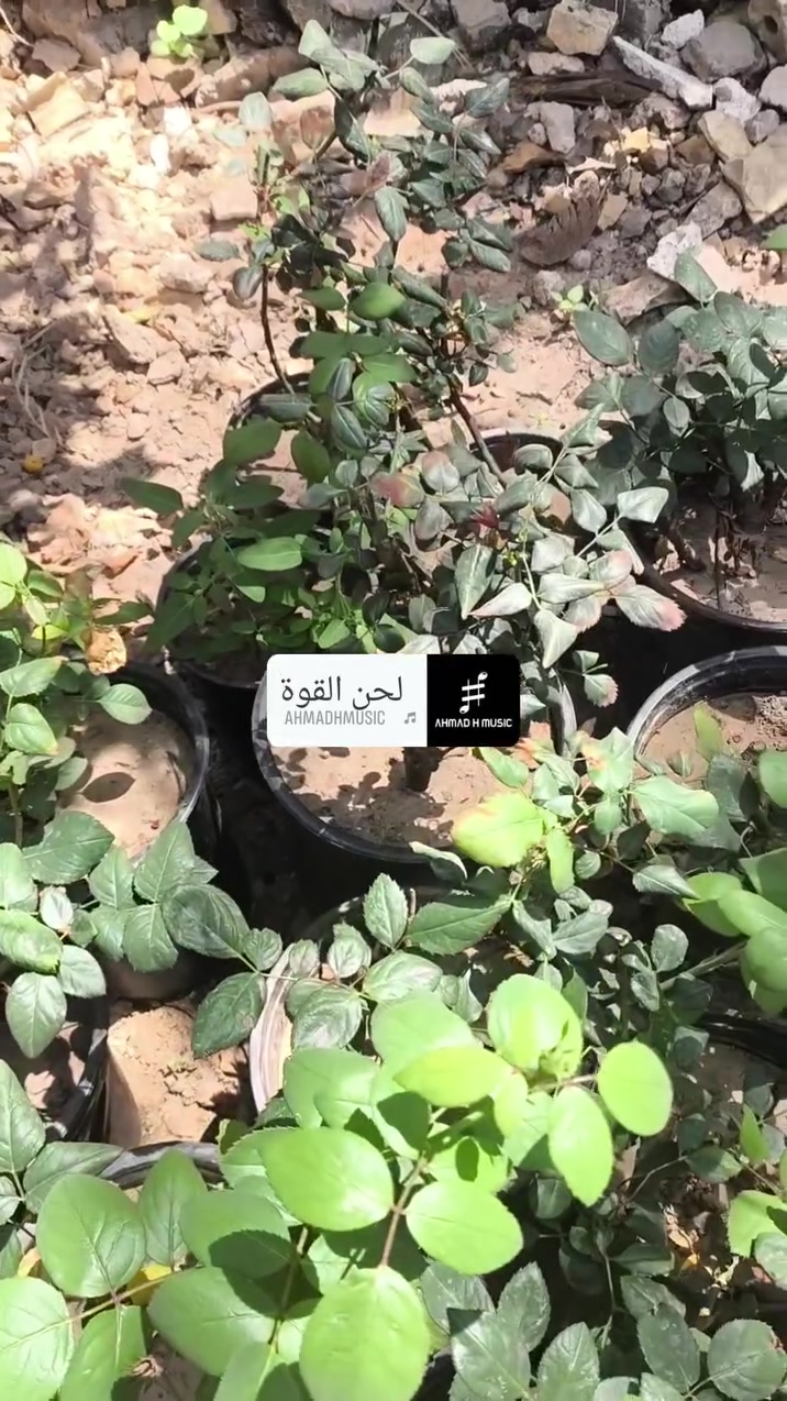 متاح ورد جوري مطعم ع نسرين السعر شتله 3000الف مكاني الشيخ حمد


**إذا كنت صاحب هذا الإعلان وتريد حذفه لأي سبب، رجاءا أرسل رسالة إلى الدعم الفني**