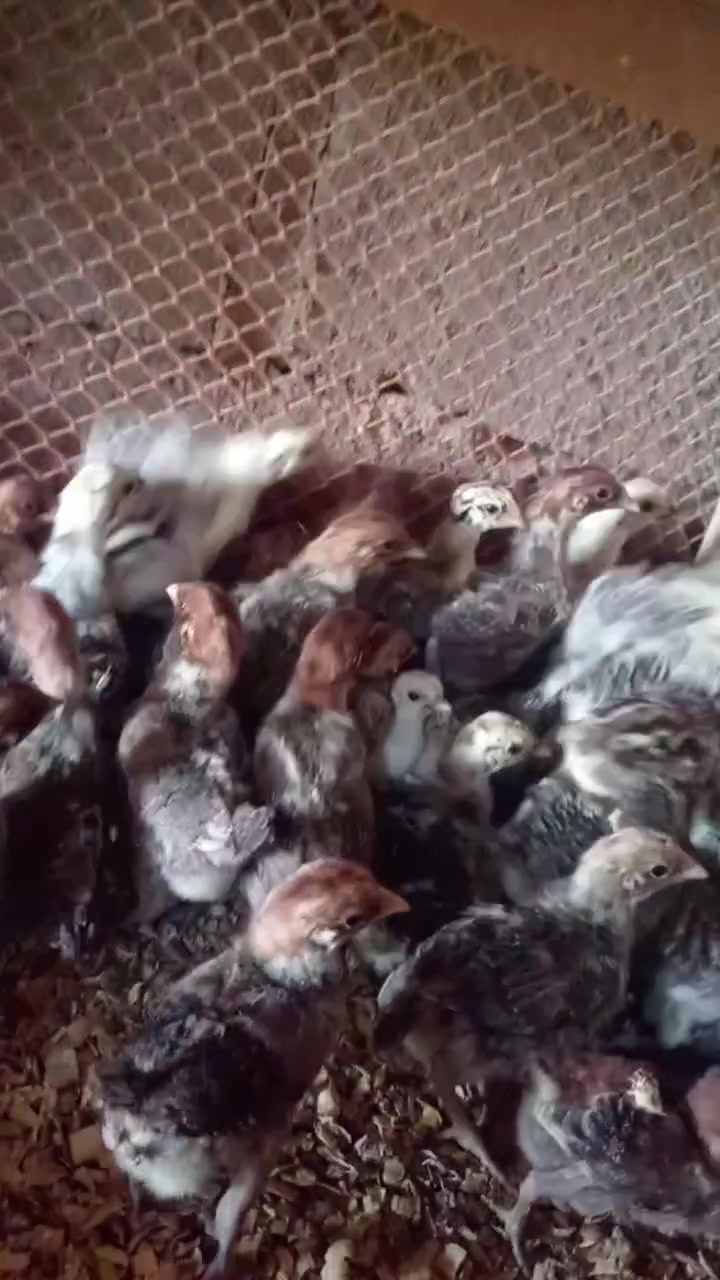 📢 اقرأ التفاصيل 👇 شوف الفيدو👇 

🐤 متاح أفراخ دجاج فيومي عمر 25 يوم سع🐤ر الزوج 12 ألف دينار

🐣 متاح أفراخ فيومي عمر يومين سع🐣ر الزوج 7 آلاف دينار

🐥 متاح بط بكيني سع🐥ر الزوج 7 آلاف دينار

🐣 متاح بط عراقي سع🐣ر الزوج 3 آلاف دينار

⚡ متاح أفراخ بوطاني (أصلي ومضرب)سع⚡ر الزوج 3 آلاف دينار

🐥 متاح أفراخ دجاج عرب سع🐥ر الزوج 2000 دينار

📞 للحجز والاستفسار:*********** (واتساب)***********

📍 الموصل - قضاء تلكيف أهلاً وسهلاً بالجميع 🌹
