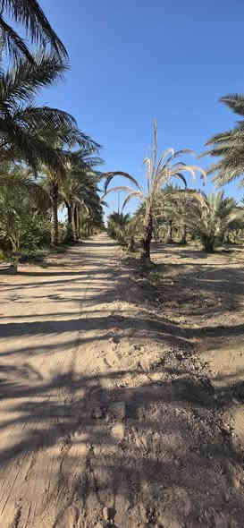 ياالله دونم للبيع العنوان طويريج الاعيوج منطقة الصدور سند 25 كافة الاسهم  الدونم مخدوم مزروع بانواع النخيل السعر جدا مناسب بيع مستعجل 70 مع المجال البسيط للاستفسار *********** ___***********
