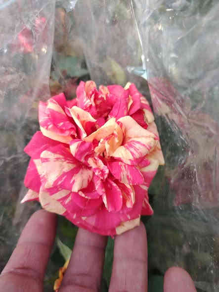 🌹 ما شاء الله تبارك 🌹

وفرنالكم الجوري الإيراني
نبات خارجي شمسي جميل جدا
مقاوم للحرارة والاجواء العراقية (عن تجربه، مزروع بالمشتل)
🏵️🌹🌺🌼🌷🌹🥀🌺🌼💮💐🌷
سعر الشتله ٤٠٠٠ دينار فقط 💥
للطلب و إلاستفسار الاتصال على الرقم التالي *********** ☎️
يوجد خدمة توصيل داخل الكوت فقط 🚕
متواجدين 👇
من الساعة 8:00 ص🕗
و حتى الساعة 10:00م🕙
