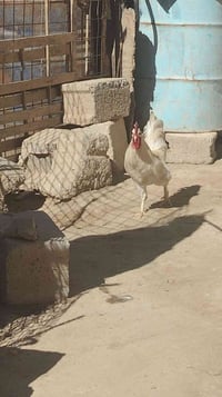 ديج عرب • سمين • حقلانيه