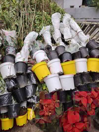 شتلات داخلية • شتلات خارجية • شارع علوة مخضر