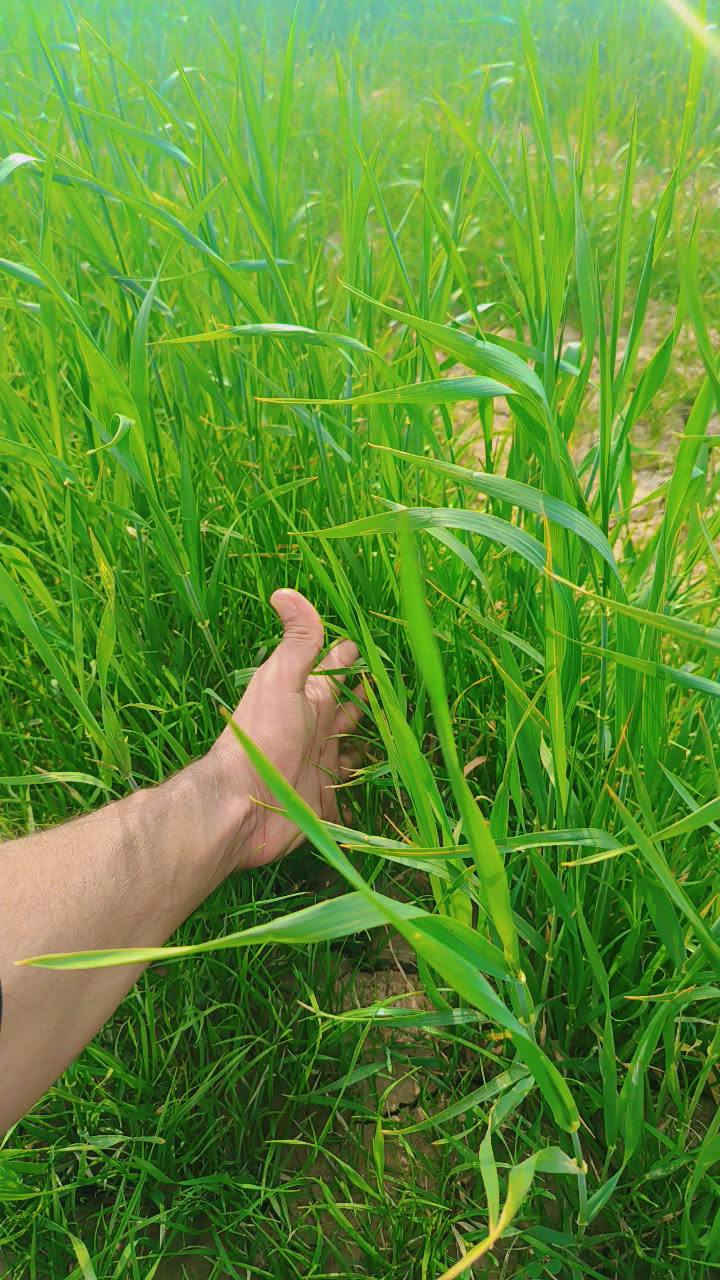 حنطه أو رويطه للبيع 80دونم /شطره صديفه‏ ‪***********‬‏
