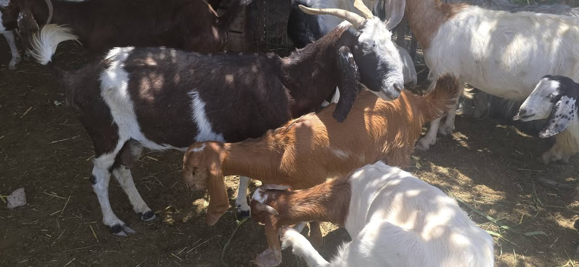 عنز ام رابع سنها حلو بس مكسورة رجله وجابرة بس شويه بعد تعرج وراها توم صخول بكدها انطيه ع كل عيب بس الكسر سعرها ٥٥٠ الف للاتصال ***********
