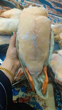 هذه موخضيري هذه لابوبو خشن كلش زوج ب٦٥ توصيل الفين   ٠٧٧٣٥١٥٠٣٢١