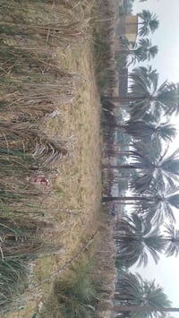 قطعه أرض ٥٦٧ متر طابو زراعي سند ٢٥ مداور مباشر واجه على شارعين مع توفر...