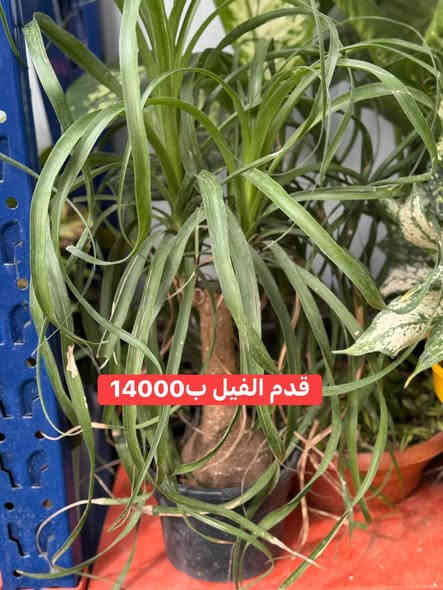 اتوفرت وجبة نباتات  نادرة ومميزة 
طبعا النوادر الي ننشرها هي  نوادر سهلة العناية 
بأرخص اسعار على مستوى العراق 
واكيد هدية مع كل طلب 🎁 
عنوان الموصل فيصلية قرب المحكمة القديمة 
متواجدون حتى ساعة 12 ليلاً 
 يوجد  لدينا توصيل لجميع المحافظات بتغليف جيد حيث يصلكم النبات مطابق للصور
***********
***********
