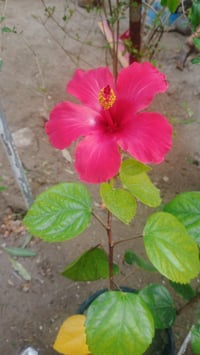 تنظيف بيوت • صب بيتونة • نجف