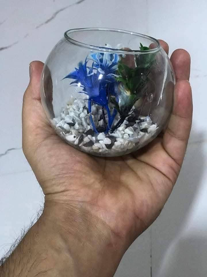 ‎دورق زجاج مع نبات اللبلاب ضلي دائمي متسلق
السعر 2 ب5000
توجد خدمة توصيل بالف‎ عمارة, ميسان


**إذا كنت صاحب هذا الإعلان وتريد حذفه لأي سبب، رجاءا أرسل رسالة إلى الدعم الفني**