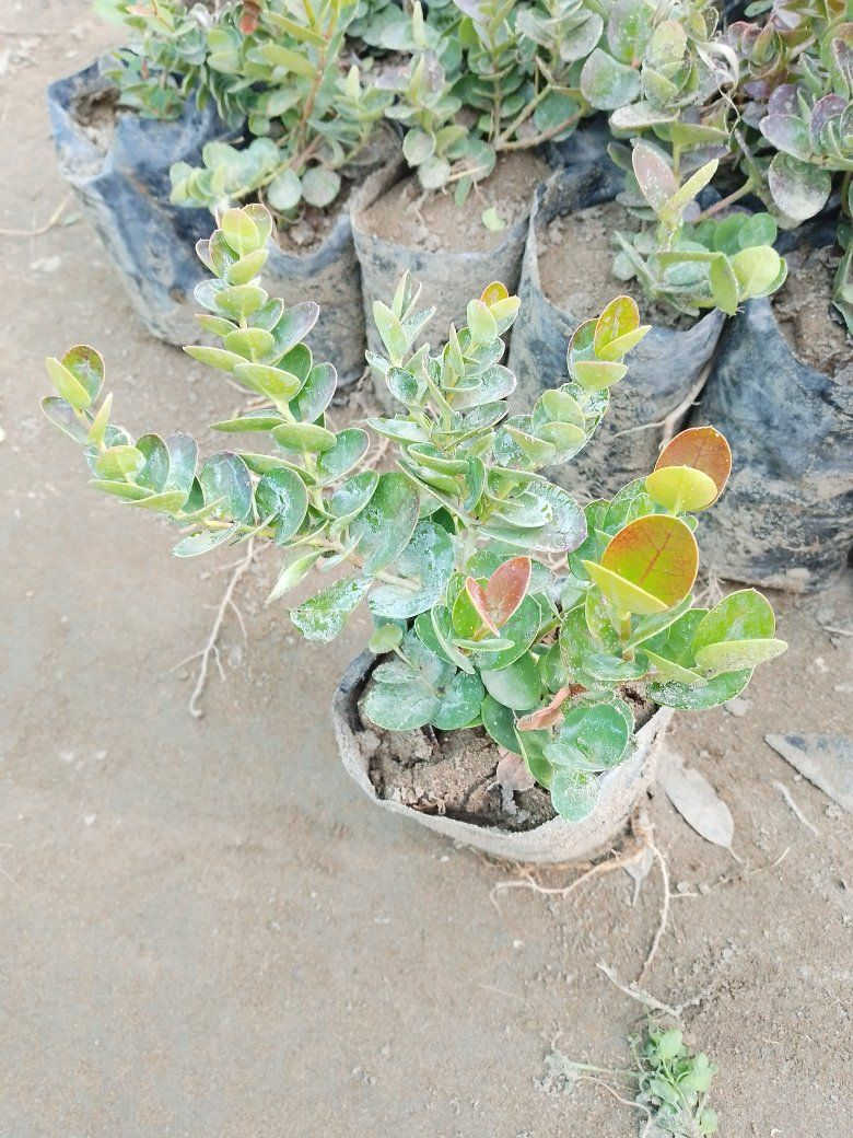 لنك الدنيا 3 شتلات ب5.. كاريزيا 6 شتلات ب5.. للطلب راسلونا على الخاص..بيع بالتوصيل فقط داخل بغداد


**إذا كنت صاحب هذا الإعلان وتريد حذفه لأي سبب، رجاءا أرسل رسالة إلى الدعم الفني**