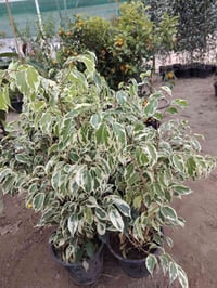 فكس بنجامين • قضاء الخالص • توصيل