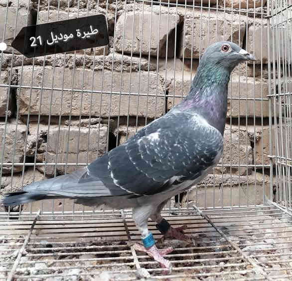 #متاح #مكاني_بغداد_مدينة_الصدر 
ماعندي حجز ولا توصيل 
للاتصال *********** متوفر خاص واتساب
