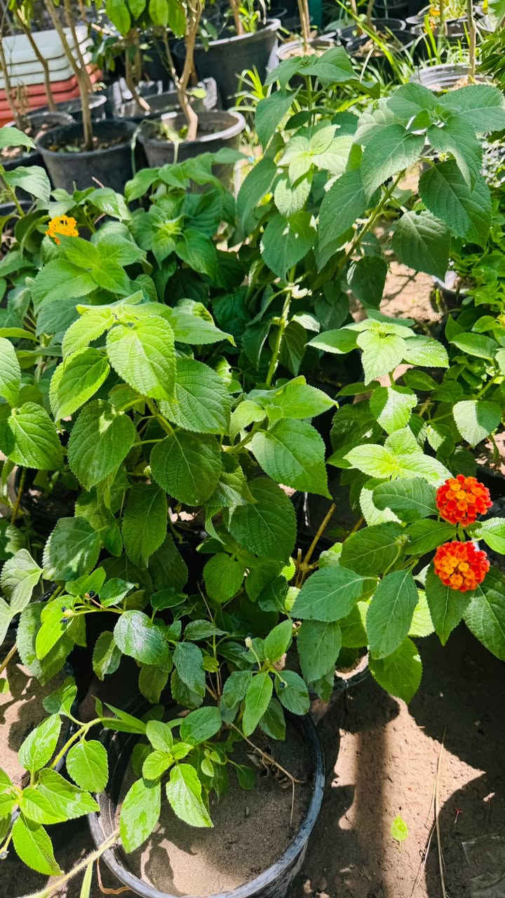 جمعه مباركه 🌺🌺💐
مسواك جديد بفضل الله 🌼❤️‍🔥
ورد صباح جميع نواع ورد جوري توفراً

عصى موسى رتفاع متر وجميع نواع دوارق ❤️‍🔥😍

كل ماتحتاجه الحديقه من الشجار توفرت 

لاستفسار ***********

او مرسلت الصفحه
خدمه توصيل توفرت 🚗🚗
