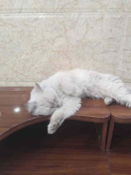 السلام عليكم بزونة للبيع نضيفة وحلوة مال بيت فووول الافة طينة السعر 75مكاني بغداد البلديات ***********
