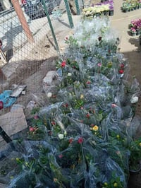 ورد جوري • مشتل ابوبكر • ألوان متنوعة