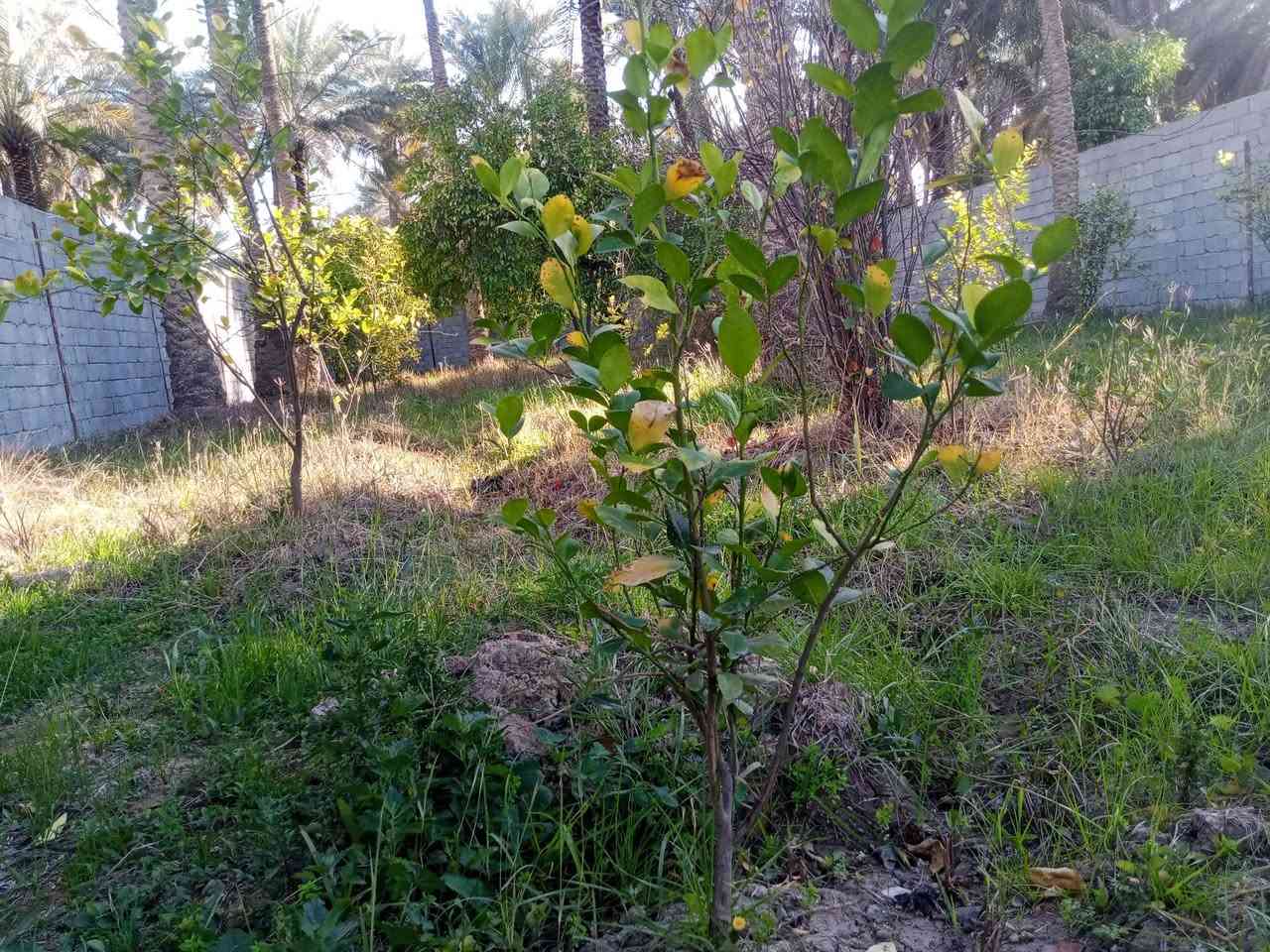 800متر للبيع شارع بغداد مقابيل جامعه وارث الانبياء طابو سند 25 موقع مميز شارع عام خدمات كامله وجه القطعه 16 نزال 50 للاستفسار الاتصال *********** وتساب م
