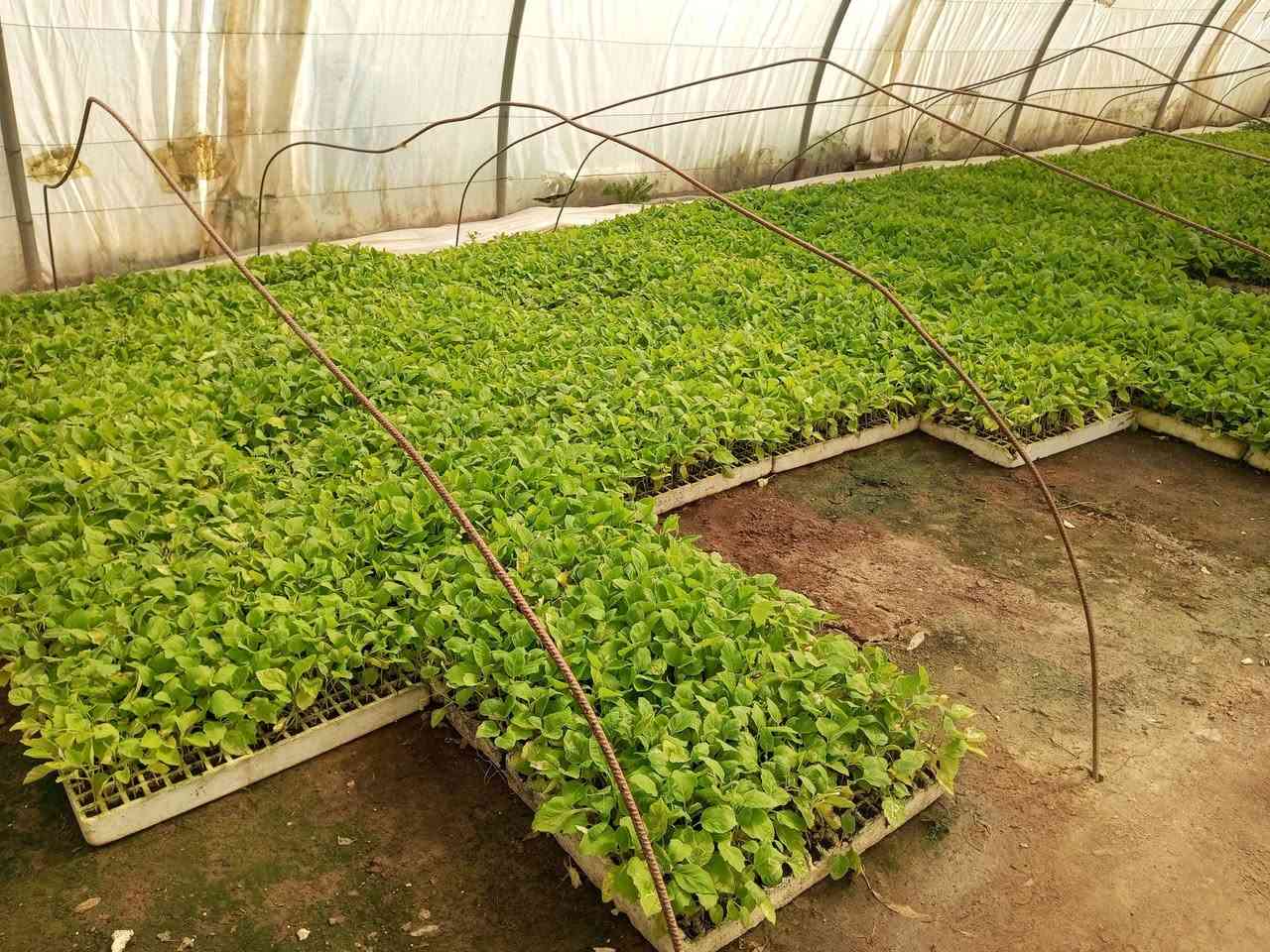 يوجد لدينا  كافه انواع الدايات
***********
