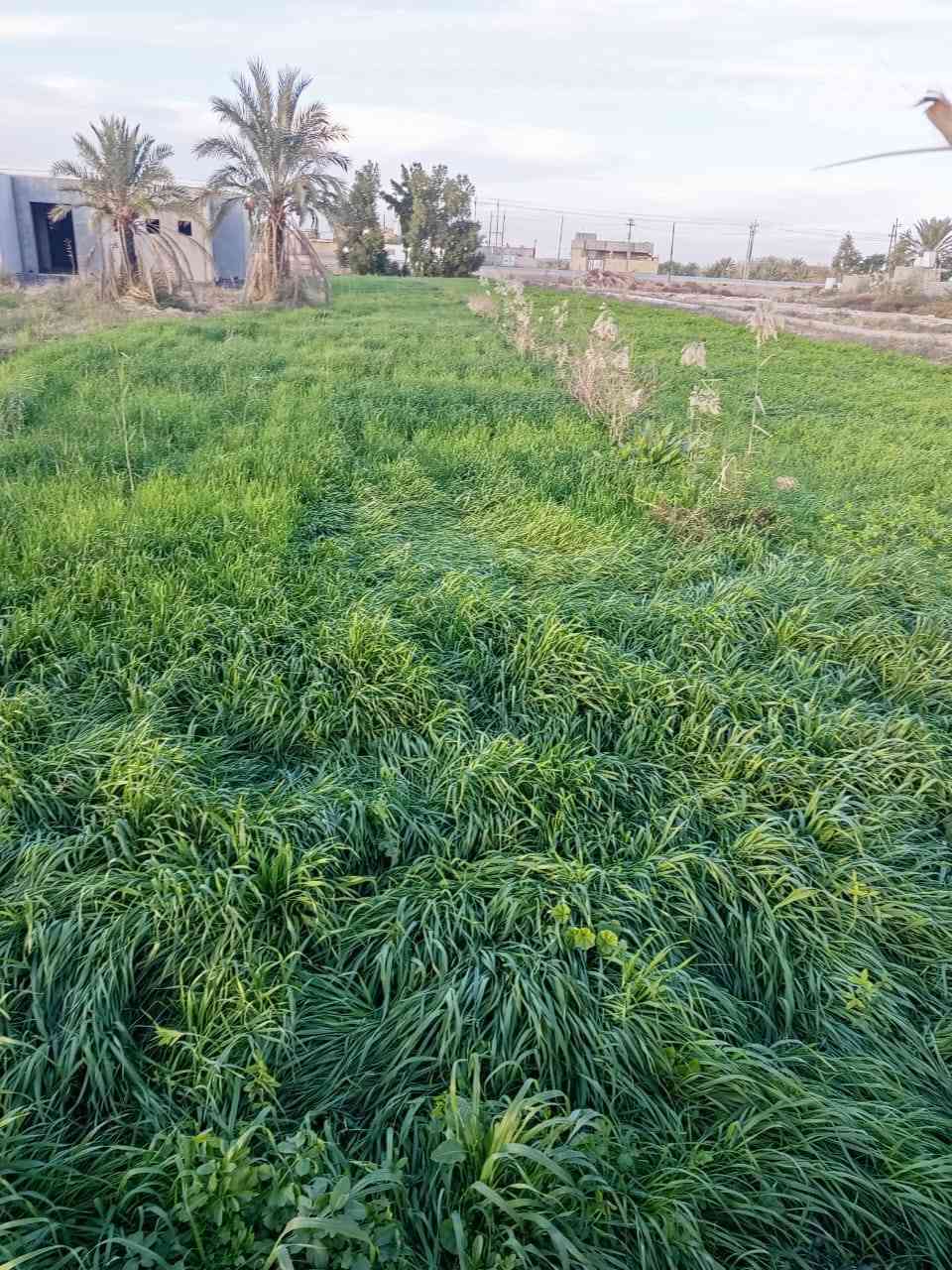 البيع حشيش برسيم زائد شعير  4 دونم على طريق دوايه قريه البخلف ***********
