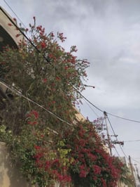 فرشاة البطل • جهنمية • ٤ أشجار