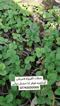 شتلات الفروله لامريكي الدائميه تتوفر لدا مشتل ديالى ***********
