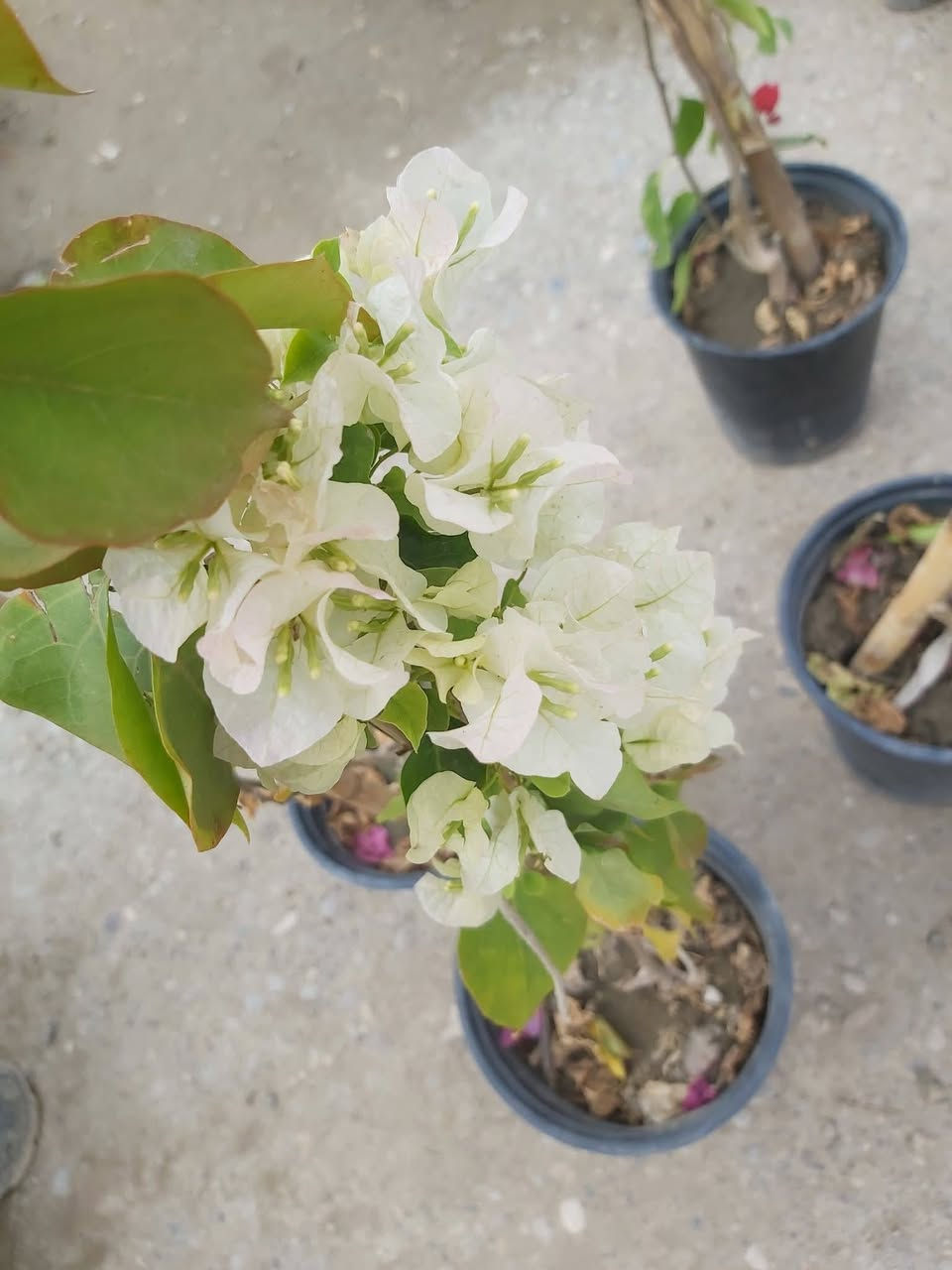 جهنمي متسلق الوان
 ارتفاع اكثر من متر 
وردي  ابيض برتقالي  ⚘🌺🏵

سعر /   7  ونص 

عنوان / تقطاع سبعه نيسان 

الاستفسار خاص


**إذا كنت صاحب هذا الإعلان وتريد حذفه لأي سبب، رجاءا أرسل رسالة إلى الدعم الفني**