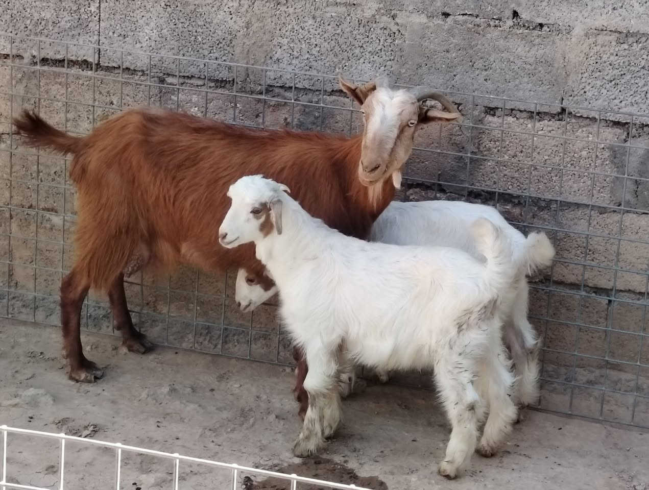 بسم الله ماشاء الله
للبيع عنز مال جنيه وراها توم جدي وصخلة
ومعشره فوك بناته كفاله سن وشطر ونصاح
عنز دسمه شابعه جداياها سعر ٤٦٠ الف
العنوان القائم الكرابله للتواصل
***********
***********
