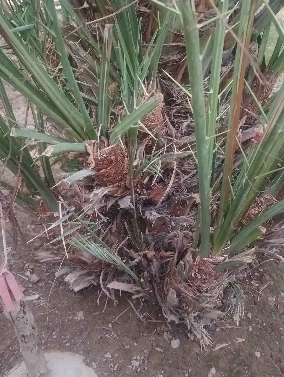 السلام عليكم
فسائل نخل شويثي للبيع تفاصيل اتصل على الرقم ‏‪0780 857 9478‬‏
