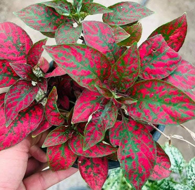 #فيتونيا او خد. العاروس 
 اانتااج اايطاالي. 
االواان بداعة 

سعر / 2 الف 
عنوان / تقاطع سبعة نيسان 

نبات جميل يزرع لجمال ألوان أوراقه المخططه أو المنقطة
توجد منه  عدة أنواع.. من النباتات التي تنمو في الدفيء والضوء الخافت لذلك تعتبر مناسبة لمن يبحث عن نبتة تتحمل قلة الاضاءة مع الحرص على عدم تعريضها  لضوء الشمس المباشر.. تحتاج للري كلما جفت تربتها علماً بأن اوراقها تبدأ بالنزول للأسفل حين تعطش وتحتاج للماء، وبعد ريها بساعات تبدأ اوراقها بالعودة لحالتها الطبيعية على ان لايتكرر تعرضها للعطش بشكل مستمر.. محبة للرطوبة لذا يساعدها رشها برذاذ الماء على ان تبقى منتعشة خصوصا في فصل الصيف.. تتكاثر بواسطة العقل الطرفية...


**إذا كنت صاحب هذا الإعلان وتريد حذفه لأي سبب، رجاءا أرسل رسالة إلى الدعم الفني**