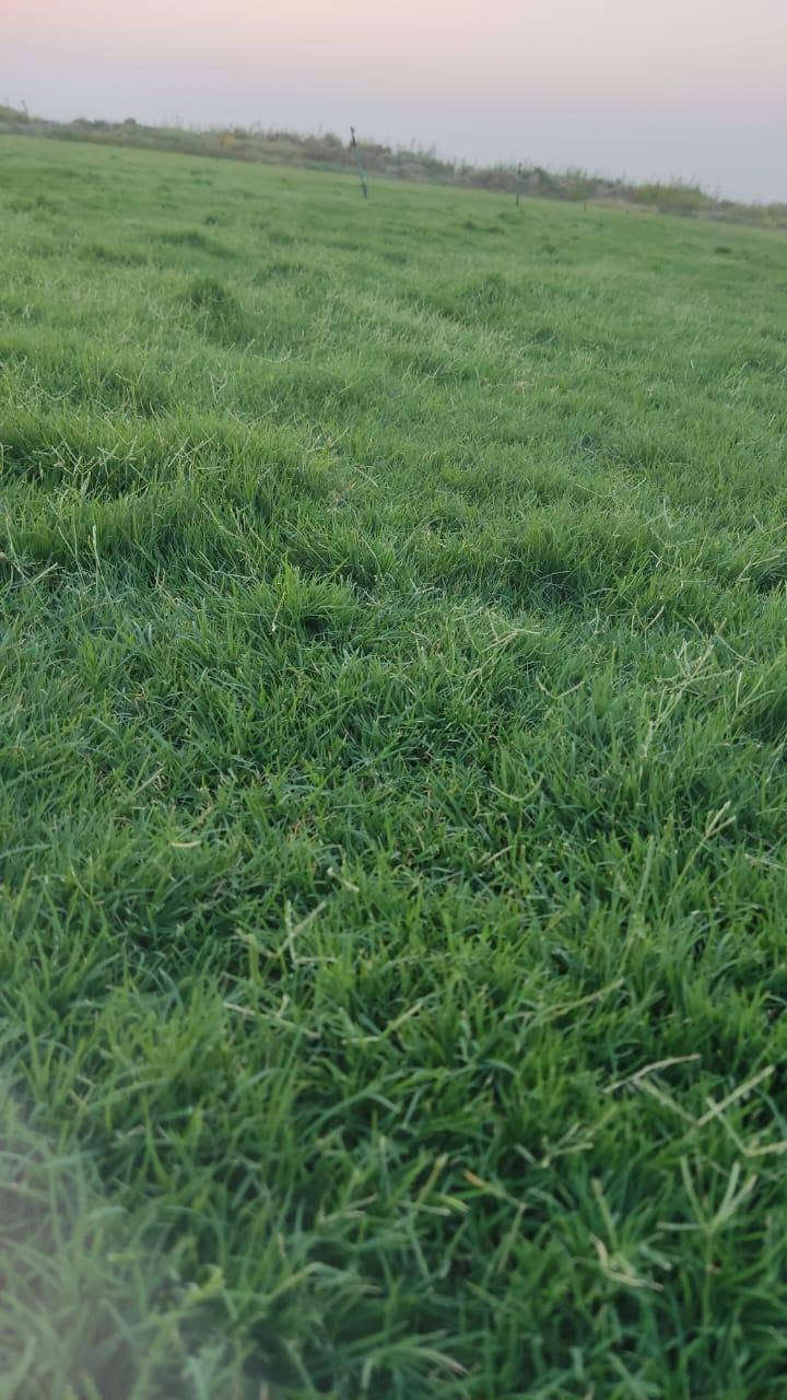 📢 موسم جديد وجودة أعلى بأسعار منافسة
💚 متوفر جميع انواع الثيل الطبيعي
✅ الثيل الامريكي جودة عالية وعمر طويل
✅ الثيل الهندي لون زاهي وتحمل قوي
✅ الثيل الايطالي مظهر انيق وجذاب
✅ الثيل الفرنسي فخامة ولمسة مميزة
🚛 توصيل لباب البيت
🔹 فريق مختص يصل اليك اينما كنت
🔹 تجهيز حدائق ملاعب متنزهات ومشاتل
🔹 توصيل سريع لجميع المحافظات
📌 اسعار تنافسية حسب النوع
📞 للحجز والاستفسار تواصل معنا ```

***********
***********
