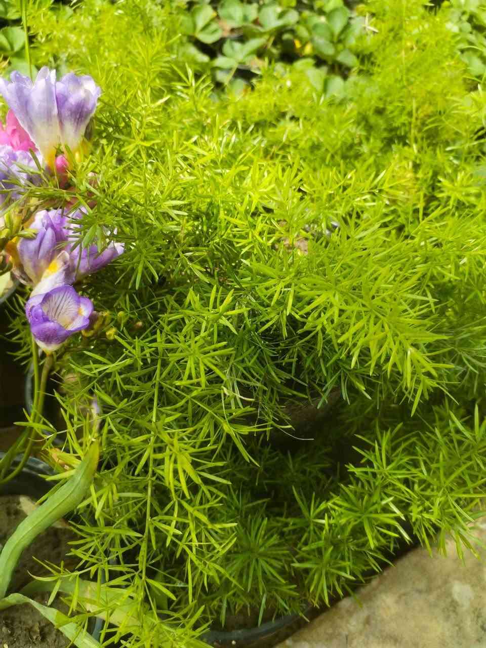 عروض اليوم...🌹🌹 كمية محدودة
سباركس بالفين💐💐
سجاد بالفين🍒🍒
خد عروس بالف ونص🙃🙃
ابصال والفيريزيا ب٣💞💓
كراسيولا ب٥🥰🥰
شمعدان ب٥🤩🤩
متوفر عصا موسى بالفين فقط💝💝
💗💗العرض ثلاثة أيام  لغاية الخميس💗💗
اسعارنا تنافسية واحجام لنباتات حلوة مقارنة باسعارها
للحجز مراسلتنا خاص او الاتصال بالرقم ***********
عنواننا خانقين بختياري الثانيا نهاية شارع العصائب واسواق صالح حمود وعدنا توصيل داخل خانقين
راسلونا وتدللون
