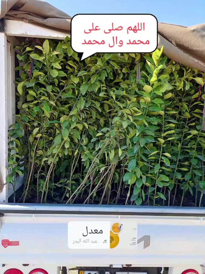 مشتل الجمعيه  
 وصول وجبه جديده من الحمضيات 
الدجيل الجمعيه خلف الدفاع المدني 
للاستفسار والحجز مازنجر واتساب ***********
توجد لدينا خدمه توصيل داخل الدجيل 💯
