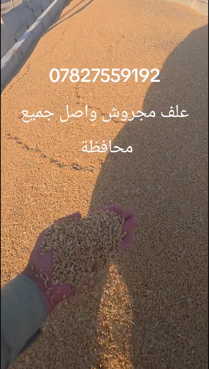 علف مجروش حنطة واصل جميع محافظة بنسب الأسعار 
@إشارة ***********
